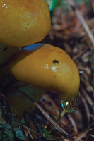 Капелька солнца