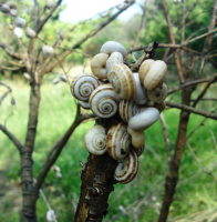 Ракушковое дерево