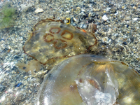 Оказывается, у нас есть МЕДУЗЫ!