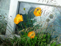 Тень и ....маки (Привет, Лёха!)