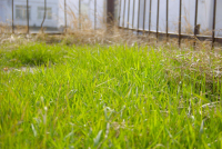 Весна идёт, весне дорогу!