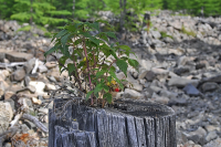 Жизнь продолжается!