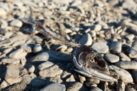 ...конец пути Великого Лосося