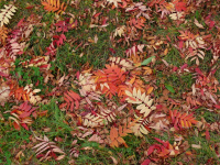 осенний ковер