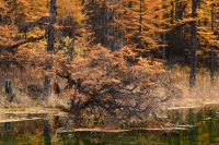 Медвежий угол