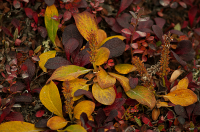 краски осени...