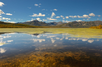 Рыбья любовь...