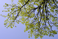 весеннее вспоминательное