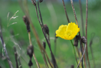 ... когда оцветают маки