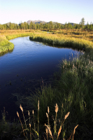 порастёт травой...