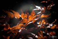 На закате солнце золотило