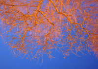 Сумеречное