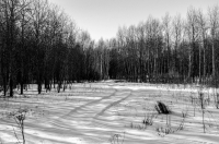 Лишь забытые дороги....