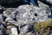 Загадка природы