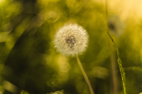 taraxacum