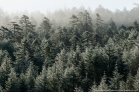 туманное утро