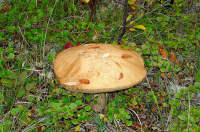 Подберезовик