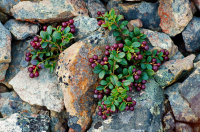 растущая на камнях