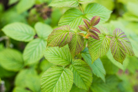 В память о лете