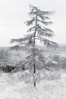 Расправив руки-крылья