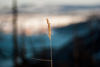 Магия Мейер-Оптик