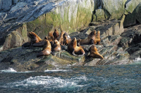 Морские львы на о. Завъялова