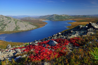 Красавица Киси