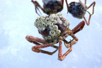 крабы атакуют