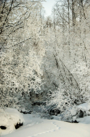 Мороз крепчал...