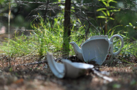 находка в лесу