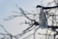 Морозное утро