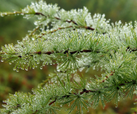 Хвоя в росе