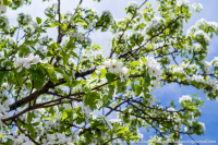 Цветет черемуха