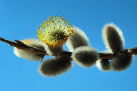 Сережки ольховые