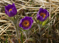 Рulsatilla magadanensis