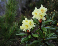 Рододендрон золотистый.