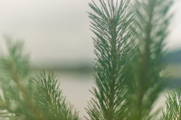 После дождя