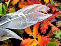 В осенних красках