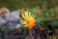 Minolta AF ZOOM 35-70 3.5-4.5