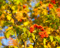 Ах эта красная рябина.....