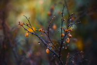 ...осенние серёжки