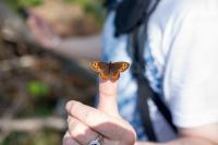 крапивница