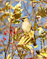 Свиристель.