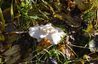 непонятный гриб