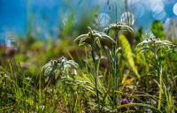 Эдельвейсы Островного