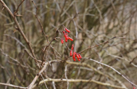 Барбариска))