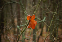 Лист декабря))