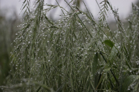 После дождя