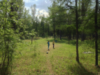 п. Палатка. Лес