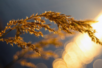 Золотая осень